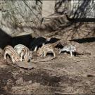 Frischlinge bei den Wildschweinen