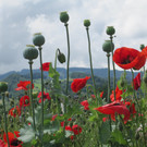 Zauber der Natur