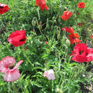 IMG_3584_JPG-1339500722