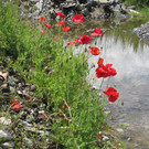 IMG_3585_JPG-1339500866