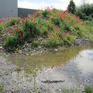 IMG_3596_JPG-1339501119