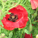 IMG_3598_JPG-1339501332