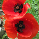 IMG_3600_JPG-1339501396