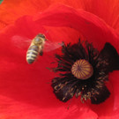 IMG_3602_JPG-1339501442