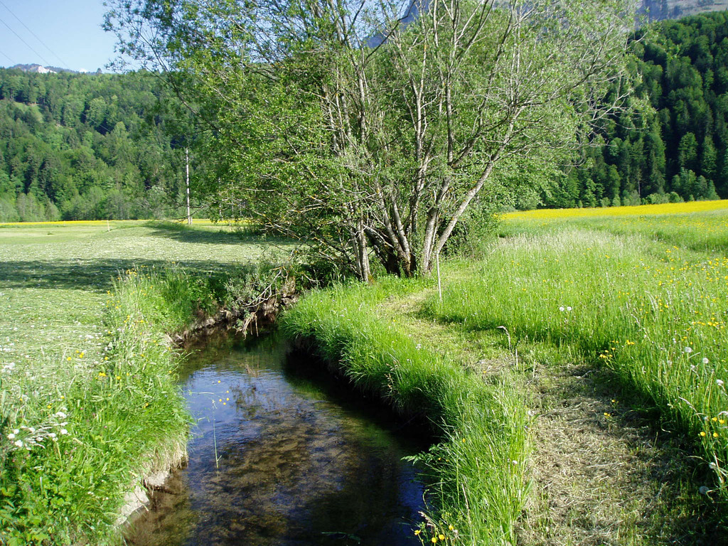 Barfu__weg Bizau_JPG-1339579894