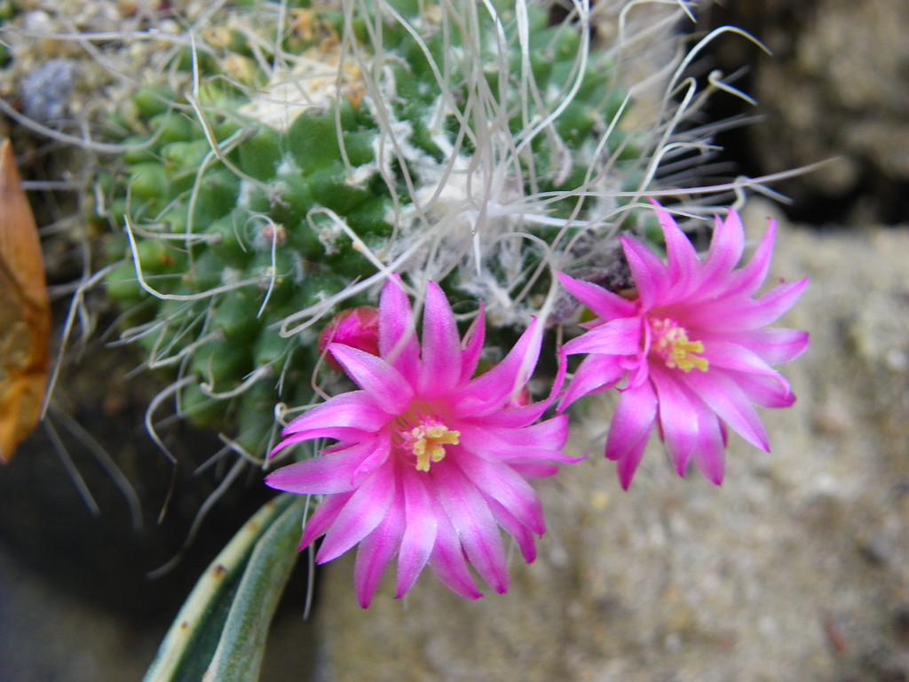 110_2043_JPG-1339633519