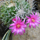    Besuch in der Stadtgärtnerei