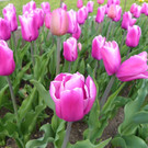 110_2070_JPG-1339633530