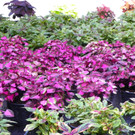 110_1988_JPG-1339633494