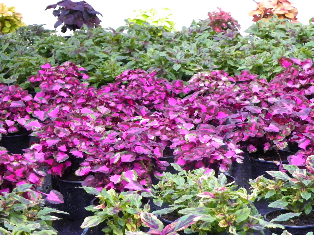 110_1988_JPG-1339633494