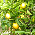 110_1994_JPG-1339633500