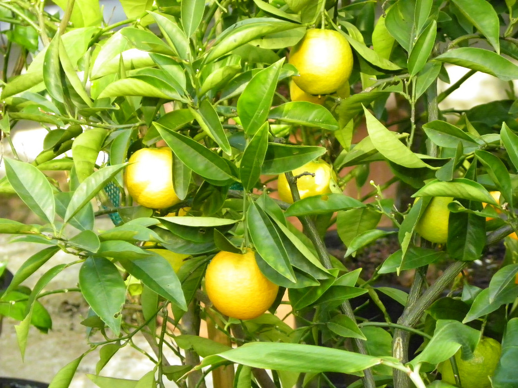 110_1994_JPG-1339633500