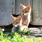 Fuchsbau mitten im Dorf