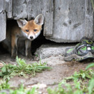 Fuchs _ Schuh gr.jpg