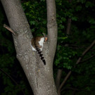 FF Neunkirchen: Katze von Baum gerettet
