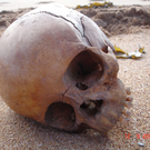 Totenkopf in Australien angespült