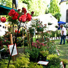 normal_15062012fmt_rosentageints_st_003.jpg