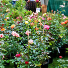 normal_15062012fmt_rosentageints_st_004.jpg