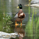 Dorfbach Hard 16-06-2012 1_jpg-1339872452