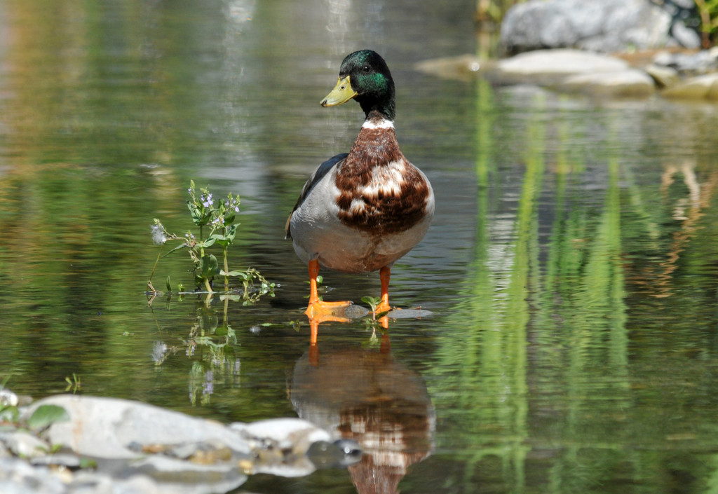 Dorfbach Hard 16-06-2012 1_jpg-1339872452