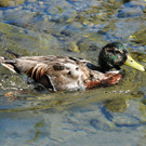 Dorfbach Hard 16-06-2012 13_jpg-1339872463