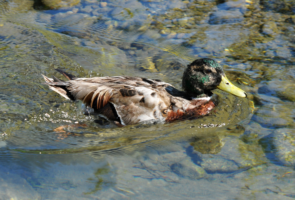 Dorfbach Hard 16-06-2012 13_jpg-1339872463
