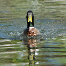 Dorfbach Hard 16-06-2012 23_jpg-1339872498