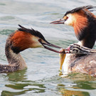 Haubentaucher_02_Bodensee_Web.jpg