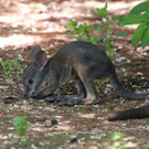 Känguruhs in Schönbrunn