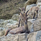Bilder der Steinkitze