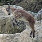 ZooSBG_Steinkitz_Sprung.jpg