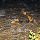 normal_20062012fmt_unwetterschaedenbergheim_mw_08.JPG