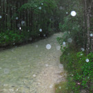 20062012wasde01003 _2_.JPG
