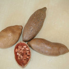 baobab-frucht-1g.jpg