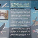 IMG_9817_jpg-1340466561