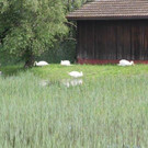 IMG_9827_jpg-1340466567