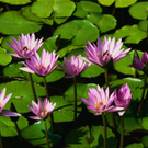 Wasserlilien.jpg