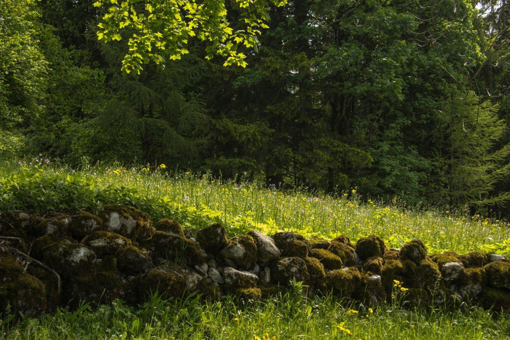 Kopie von 20120602-Au__erwald _5_.jpg