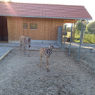 Zebrafohlen im Doppelmayr Zoo
