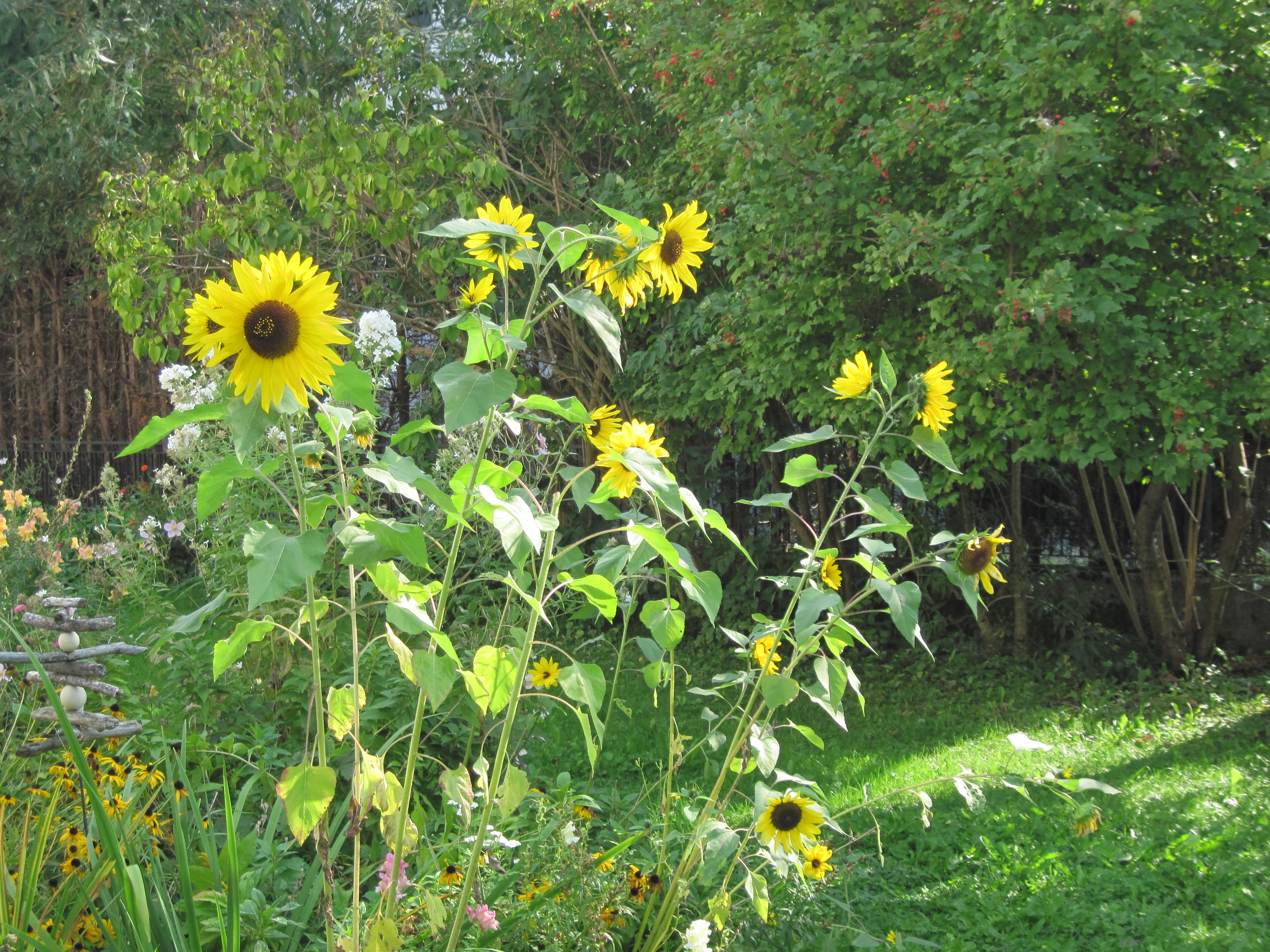 IMG_0405_JPG-1340647006