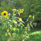 IMG_0405_JPG-1340647006