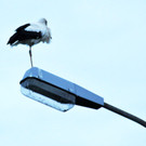 Storch Hard 24-06-2012 12_jpg-1340695775