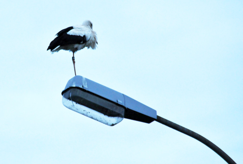 Storch Hard 24-06-2012 12_jpg-1340695775