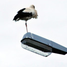 Storch Hard 24-06-2012 13_jpg-1340695794