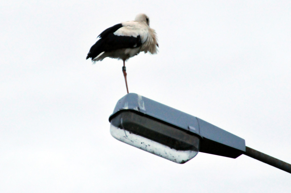 Storch Hard 24-06-2012 13_jpg-1340695794