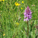 DSC04560_JPG-1340700564