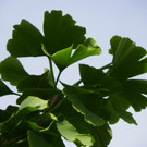 115_0138_JPG-1340746140