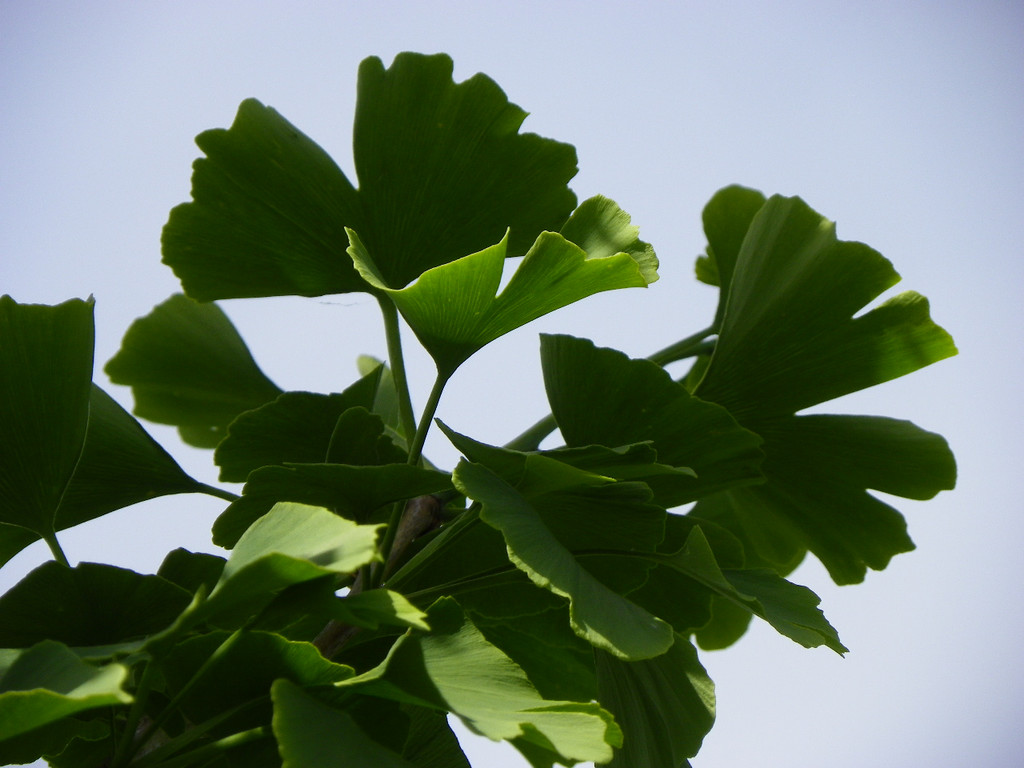 115_0138_JPG-1340746140