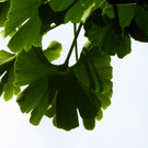 115_0140_JPG-1340746145