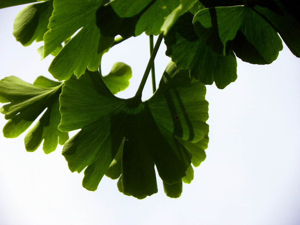 115_0140_JPG-1340746145